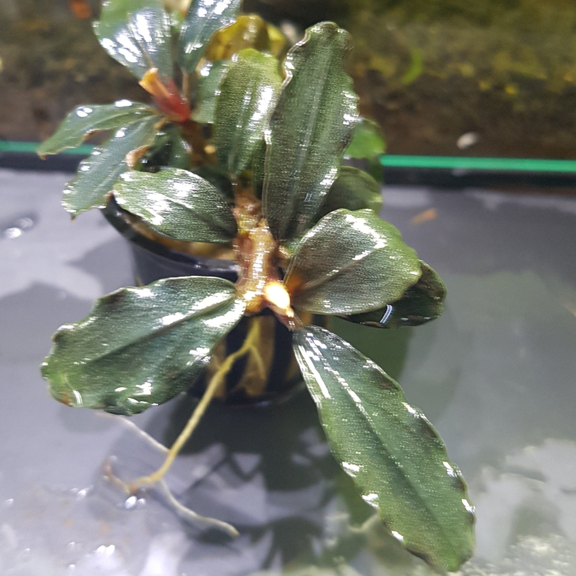 Bucephalandra brownie ghost on Drift wood