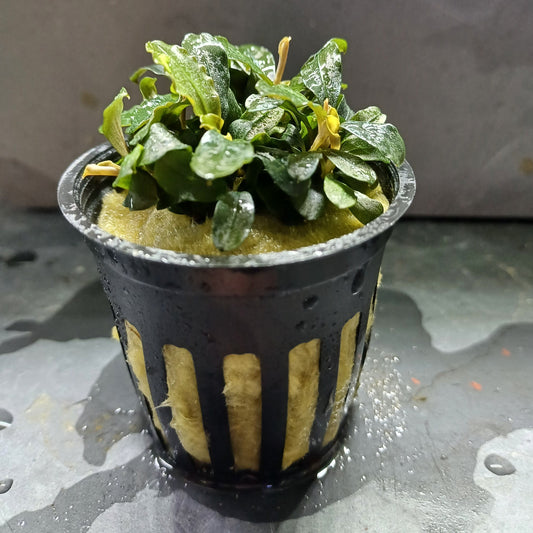 Bucephalandra 'brownie/blue' 5cm pot