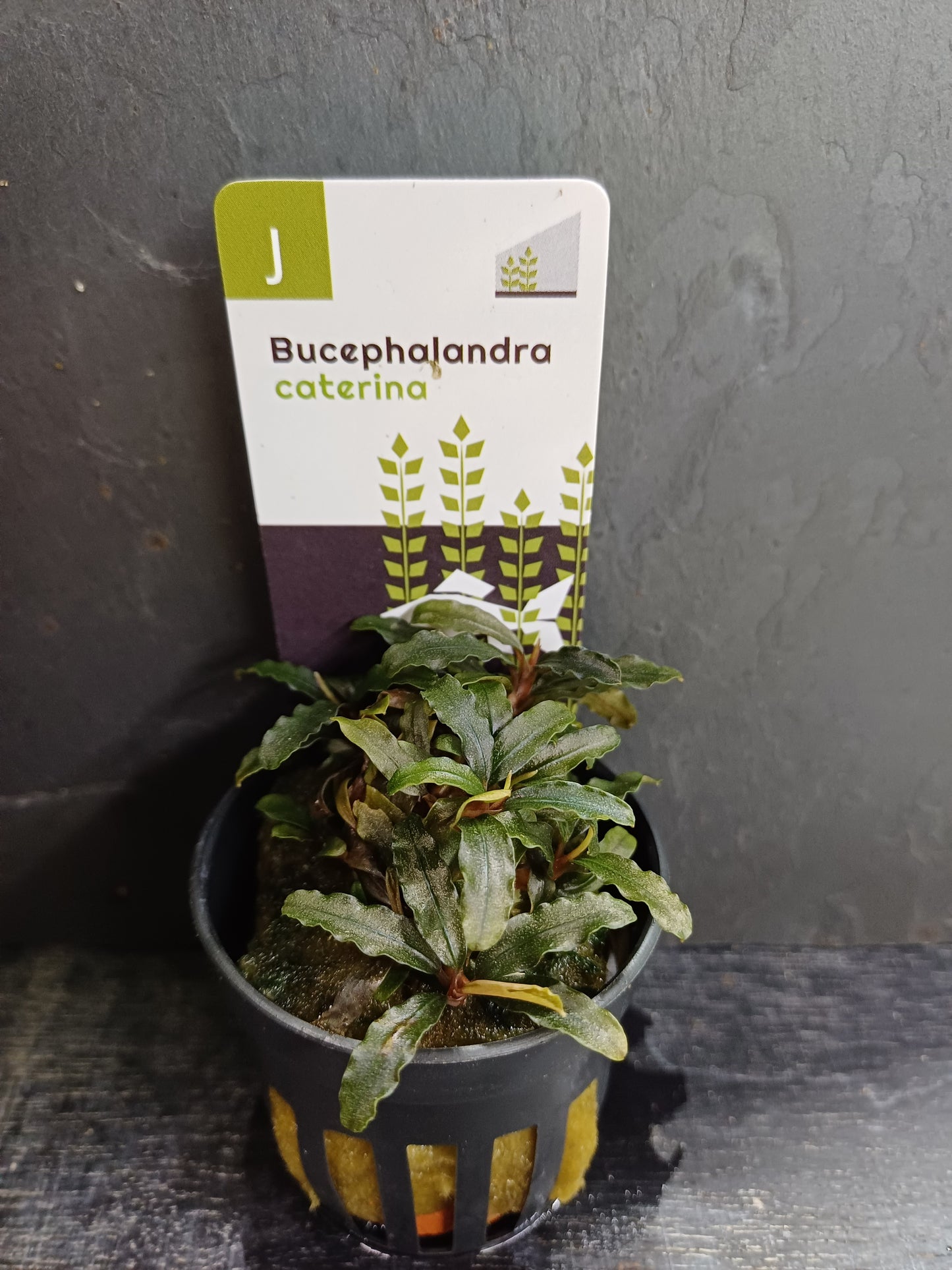 Bucephalandra caterina 5cm pot