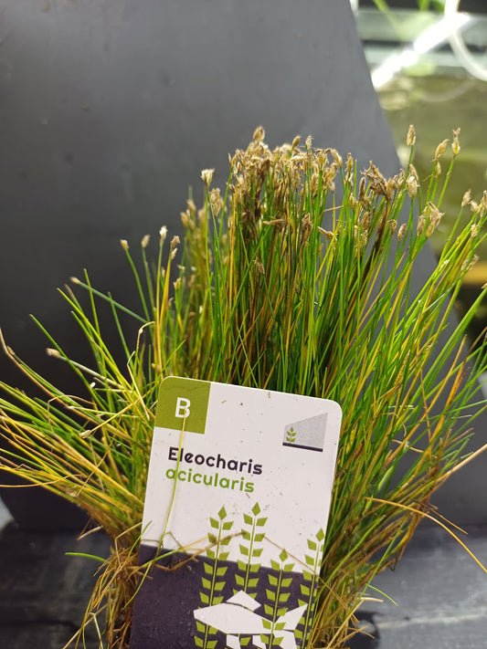 Eleocharis acicularis - 5cm pot - EU Grown