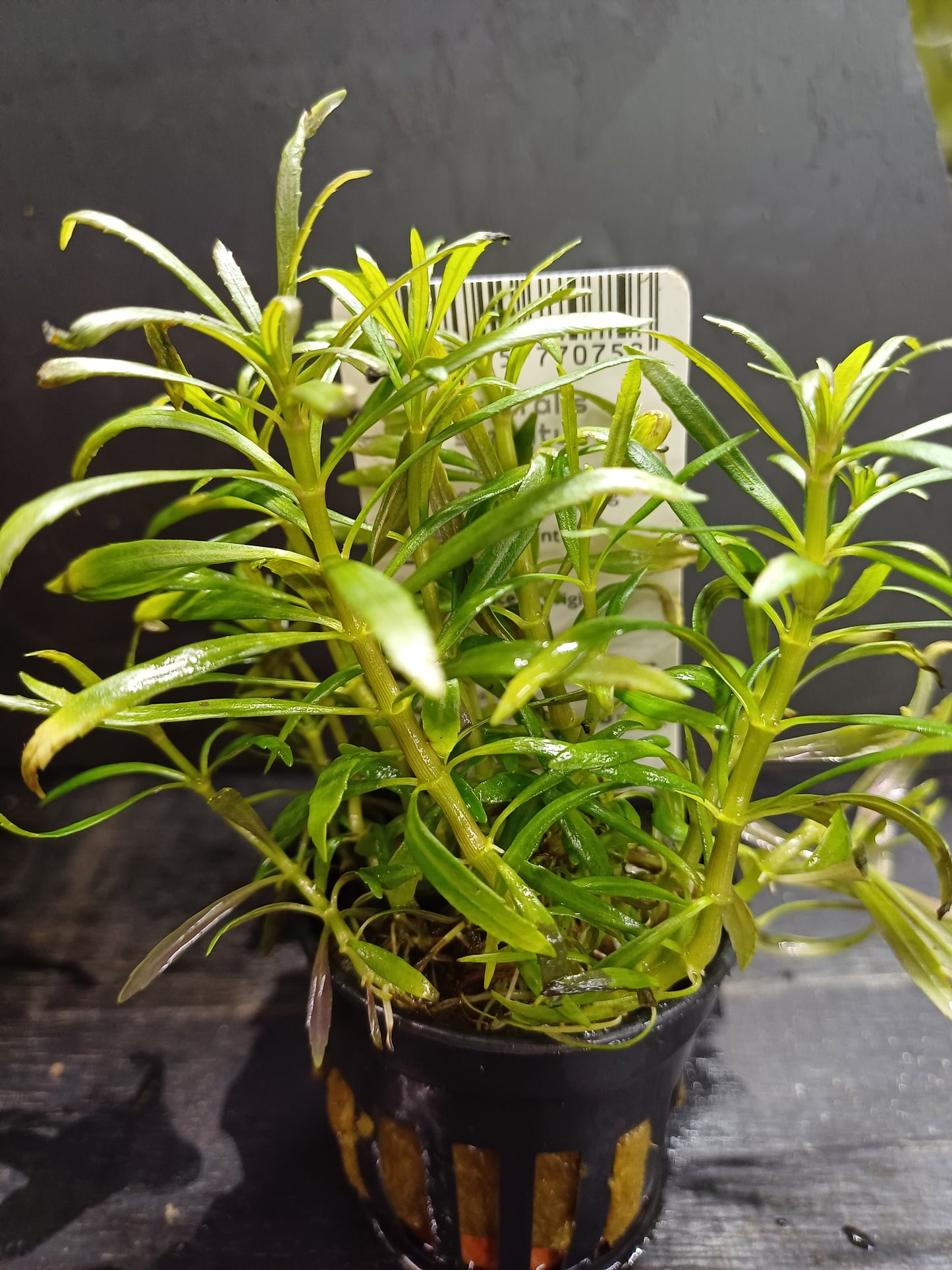 Eustralis stellata  - 5cm pot - EU Grown