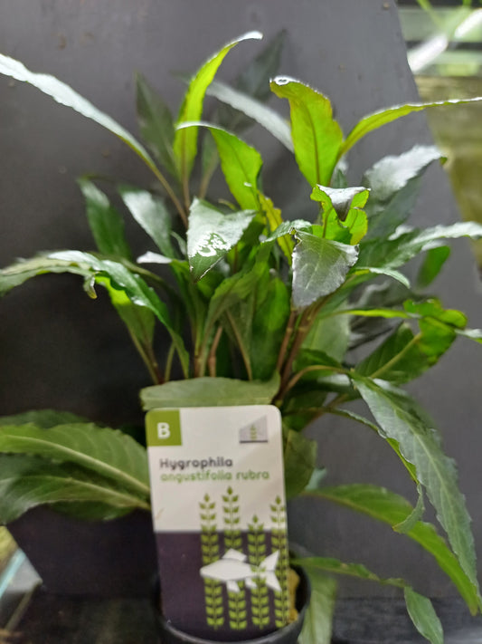 Hygrophila angustifolia rubra - 5 cm pot - EU Grown