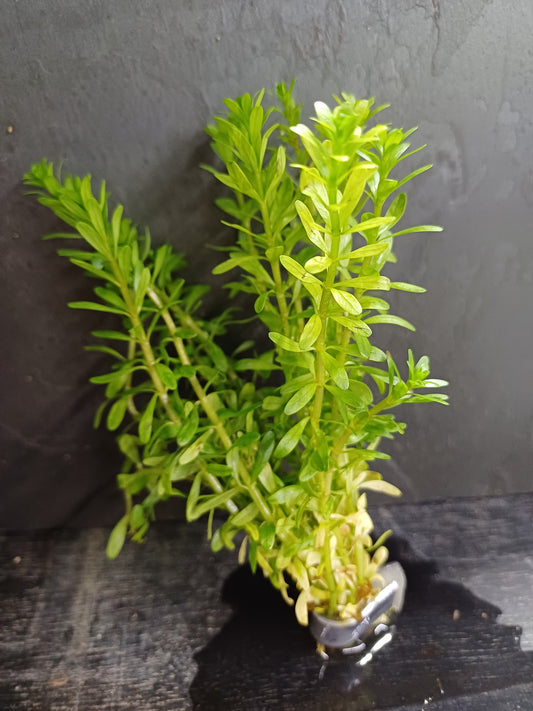 Rotala bossii - bare root - approx 8-10 plants/stems