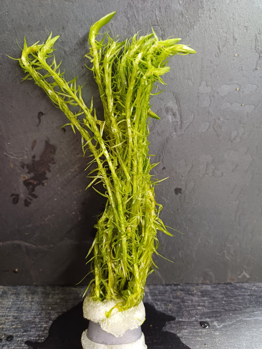 Mayaca fluviatilis - bare root - Approx 8-12 plants/stems