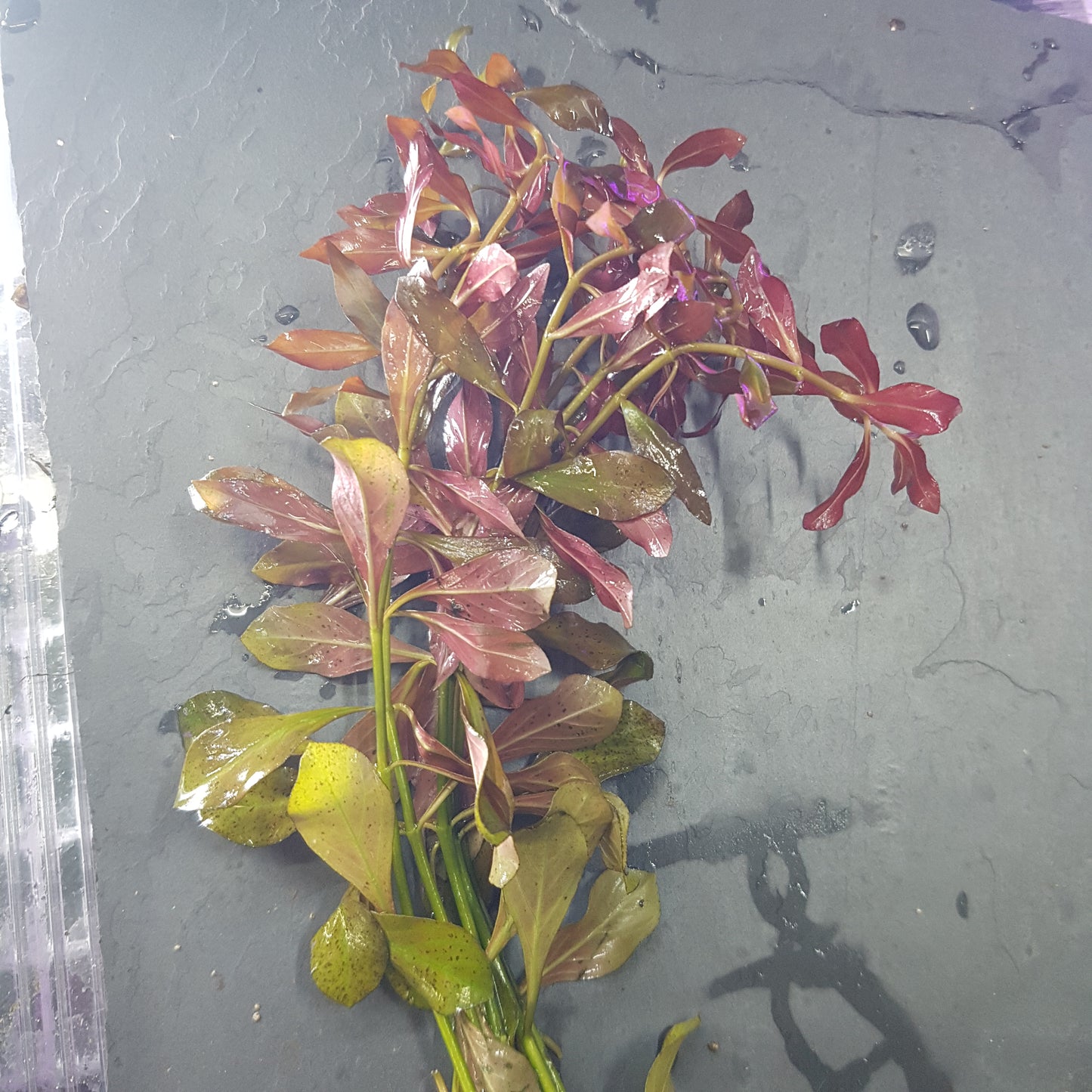Ludwigia glandulosa - Bare root - 10x plants