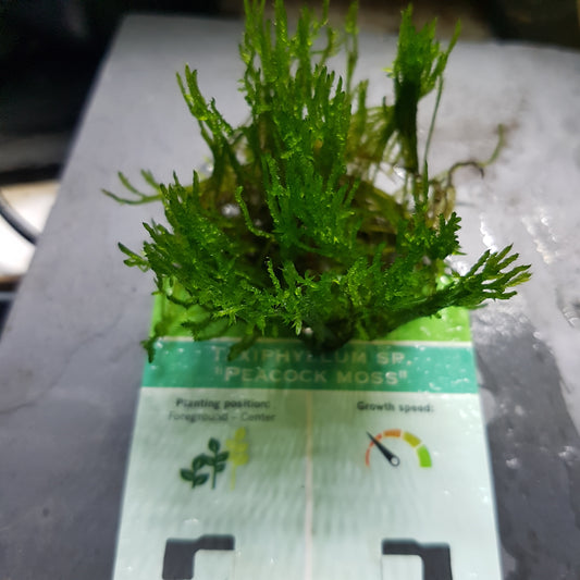 Taxiphyllum sp. “Peacock moss” - bare root portion