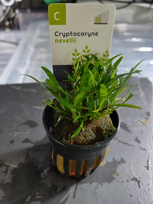 Cryptocoryne nevellii - 5cm pot - EU Grown