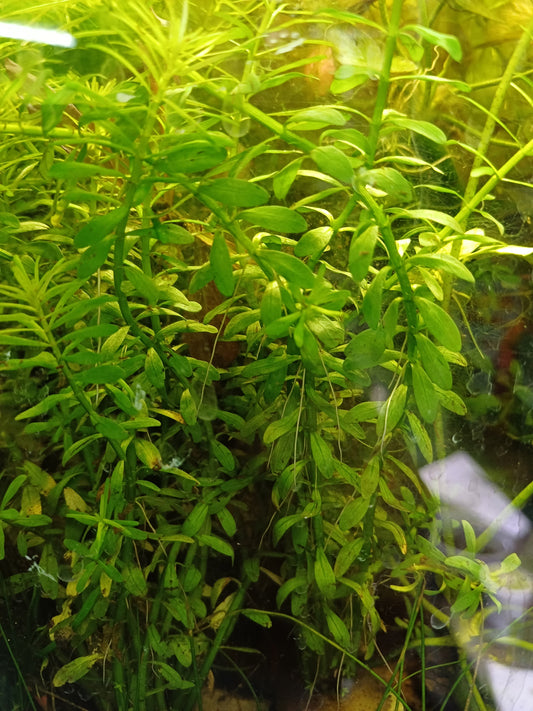 Didiplis diandra - Bare root - 4-6 stems