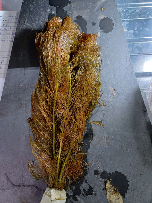 Myriophyllum mattogrossense 'Red' - Bare root - 5 plants