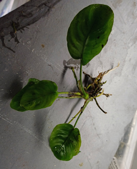 Anubias barteri var. barteri - individual plant