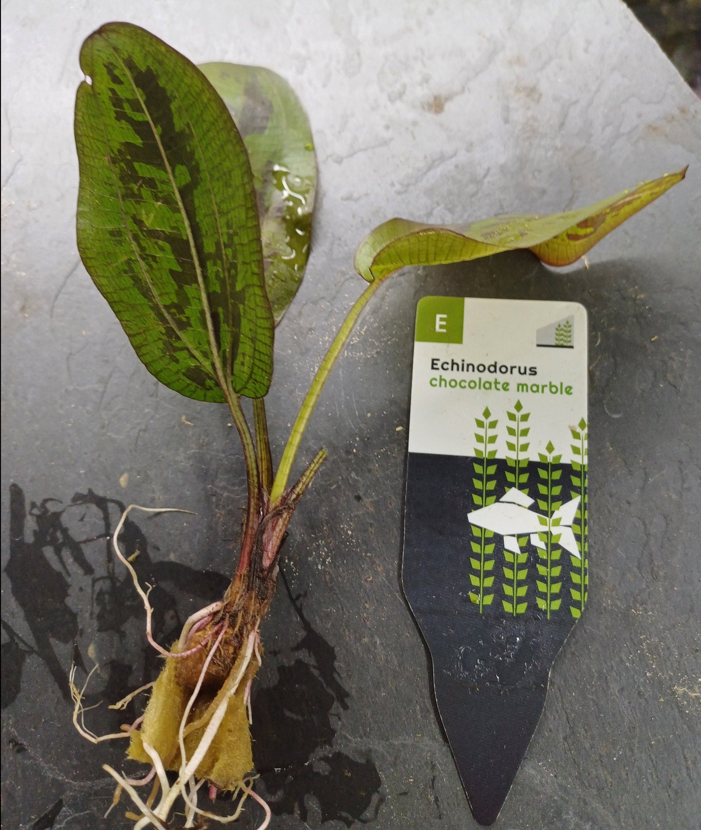 Echinodorus 'Chocolate Marble' - Individual plant - EU grown