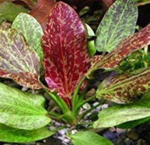 Echinodorus 'Red Flame' - Bare root - Single plant