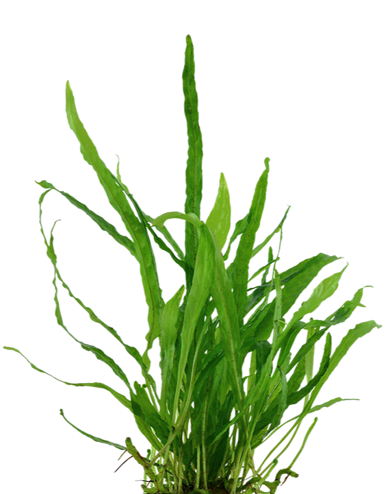 Microsorum pteropus 'Narrow' (Java fern) - Bare root - approx 3-4 plants