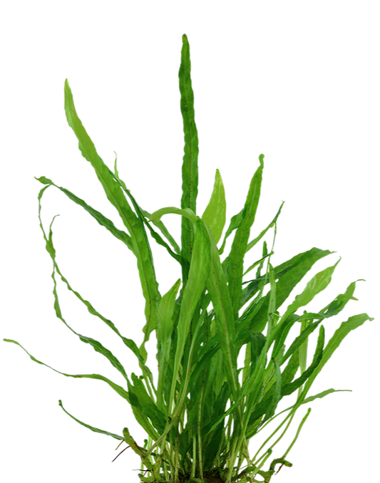 Microsorum pteropus 'Narrow' (Java fern) - Bare root - approx 3-4 plants
