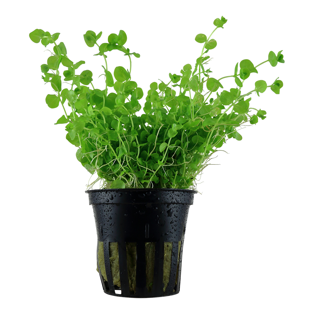 Micranthemum umbrosum 5cm pot - EU Grown