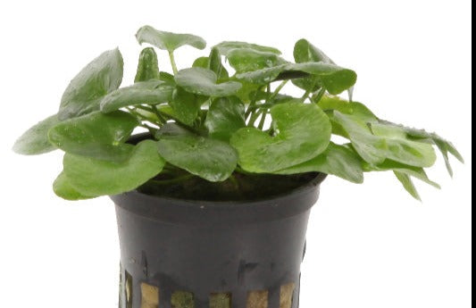 Nymphoides hydrophylla 'Taiwan' 5cm pot - EU Grown