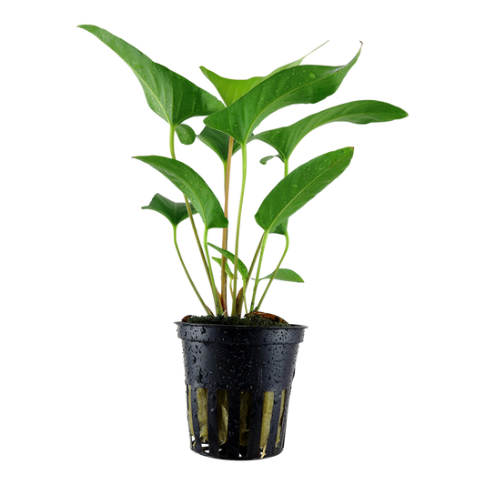 Anubias gracilis 5cm Pot - EU Grown