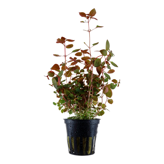Ludwigia palustris 'Red' 5cm pot - EU Grown