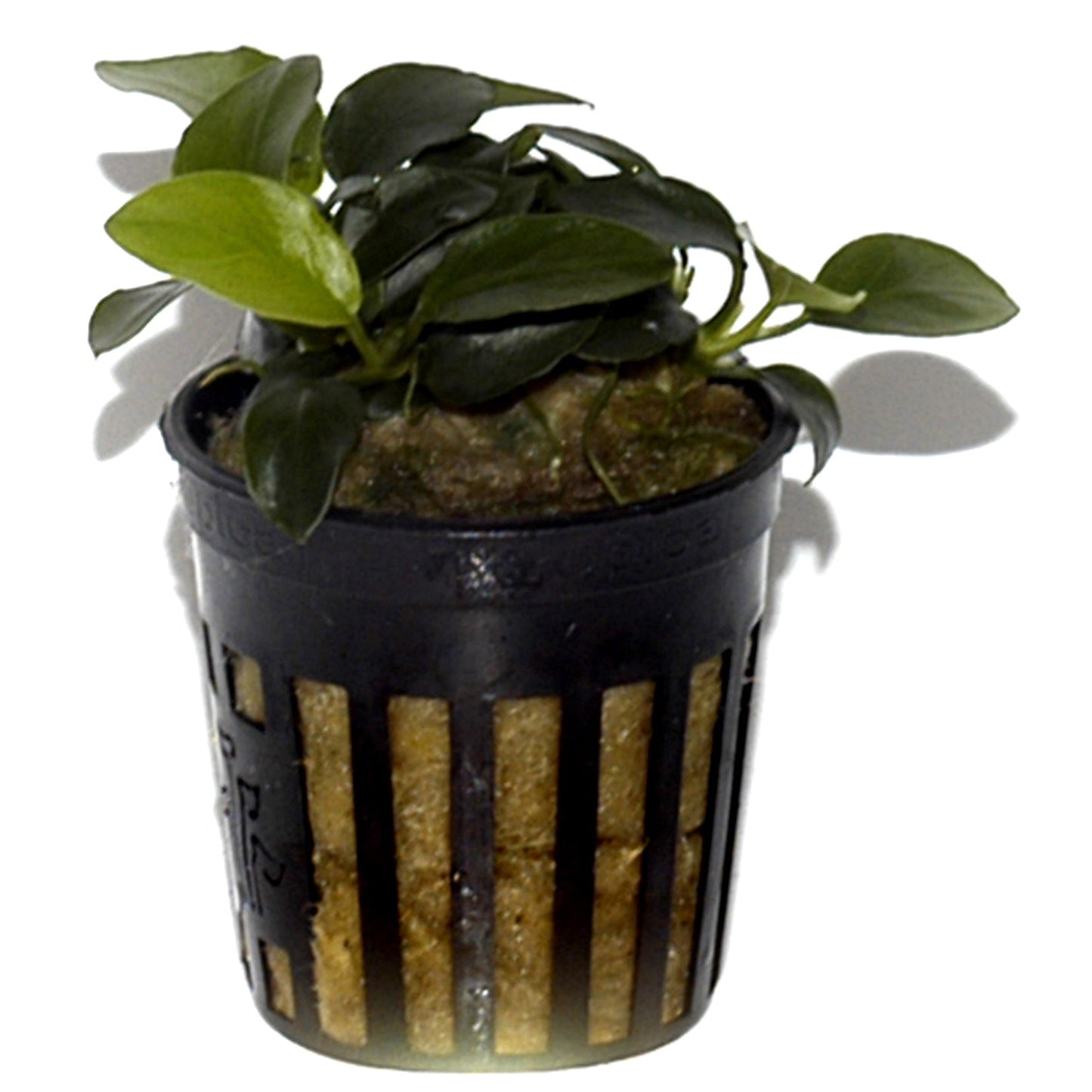 Anubias barteri 'Petite' 5cm Pot - EU Grown