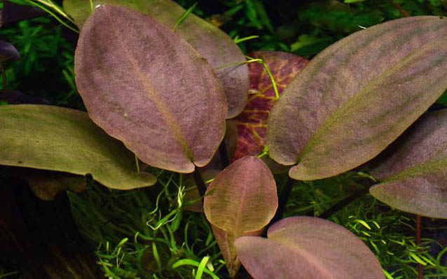 Lagenandra meeboldii 'Red' - 5cm pot - EU Grown