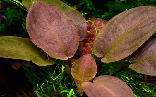 Lagenandra meeboldii 'Red' - 5cm pot - EU Grown