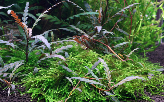 Hygrophila pinnatifida -  Bare root - 3x plants