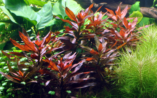 Ludwigia glandulosa - Bare root - 10x plants