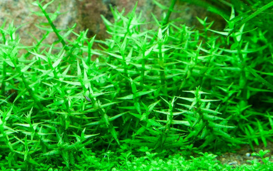 Gratiola viscidula - 5cm pot - EU Grown