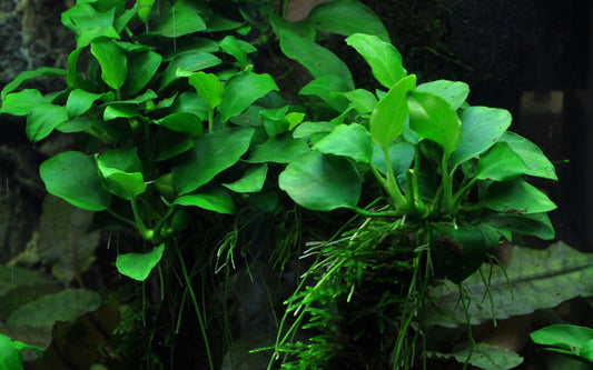 Anubias barteri 'Petite' small leaf -  5cm Pot - EU Grown
