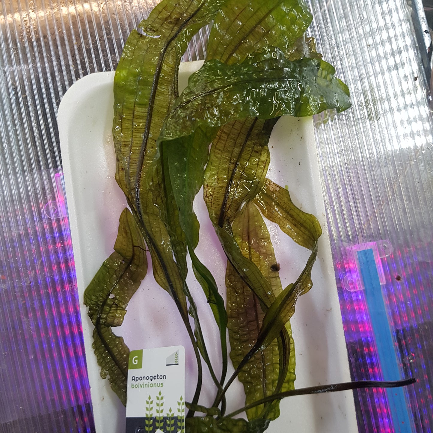 Aponogeton boivinianus - Bulb with shooting leaf - EU grown