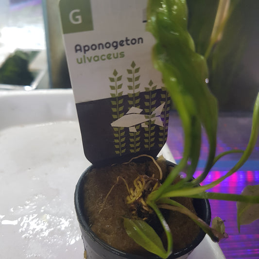 Aponogeton ulvaceus - Bulb with shooting leaf - EU grown