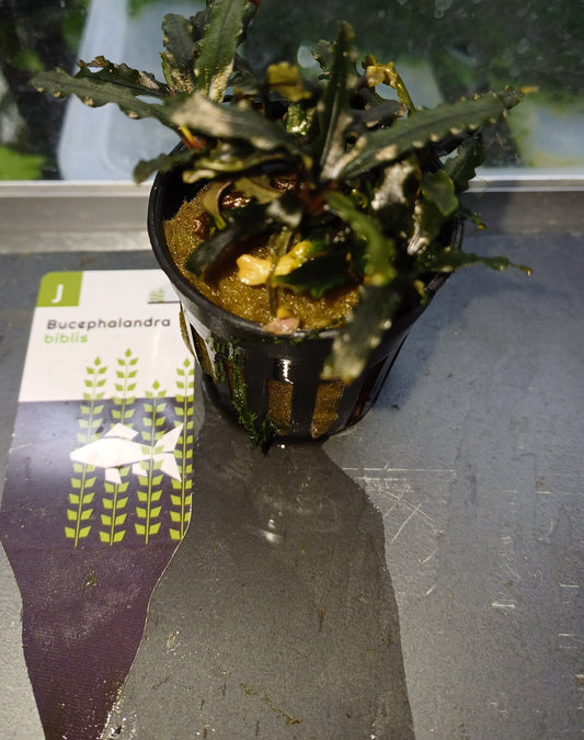Bucephalandra 'biblis' 5cm pot