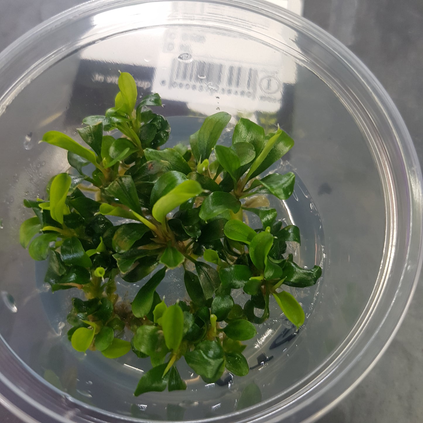 Bucephalandra 'thei  green' - Vitro cup - EU grown