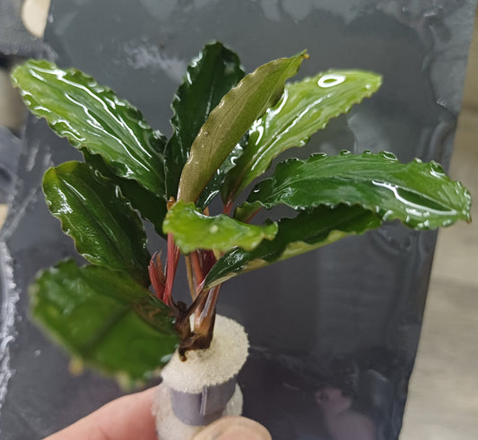 Bucephalandra 'brownie/blue' - Bare Root - 2 Plants