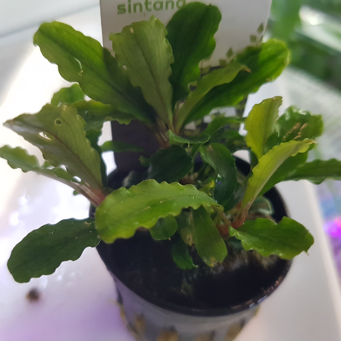Bucephalandra sintang - 5cm pot - EU grown