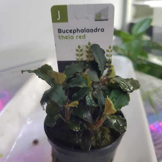 Bucephalandra theia red - 5cm pot  - EU grown