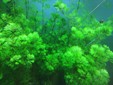 Cabomba Aquatica - Bare root - 8x  stem/plants