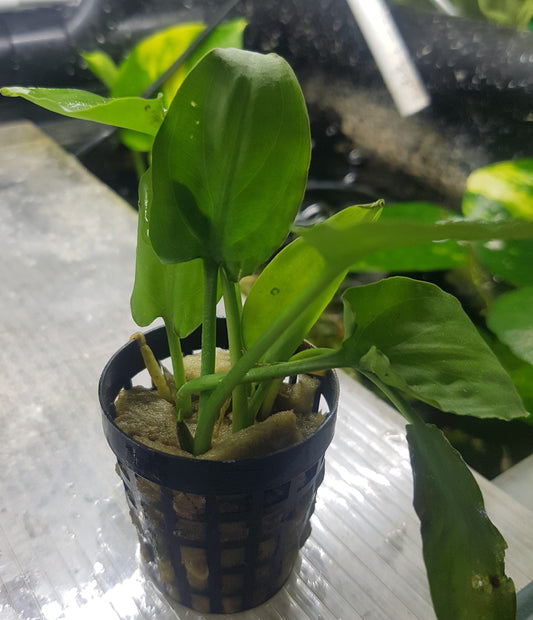 Cryptocoryne pontederiifolia - In pot