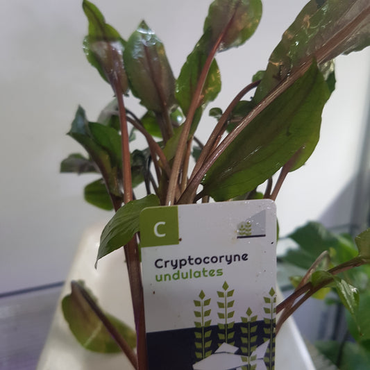 Cryptocoryne undulata 'Broad Leaves' 5 cm pot - EU grown