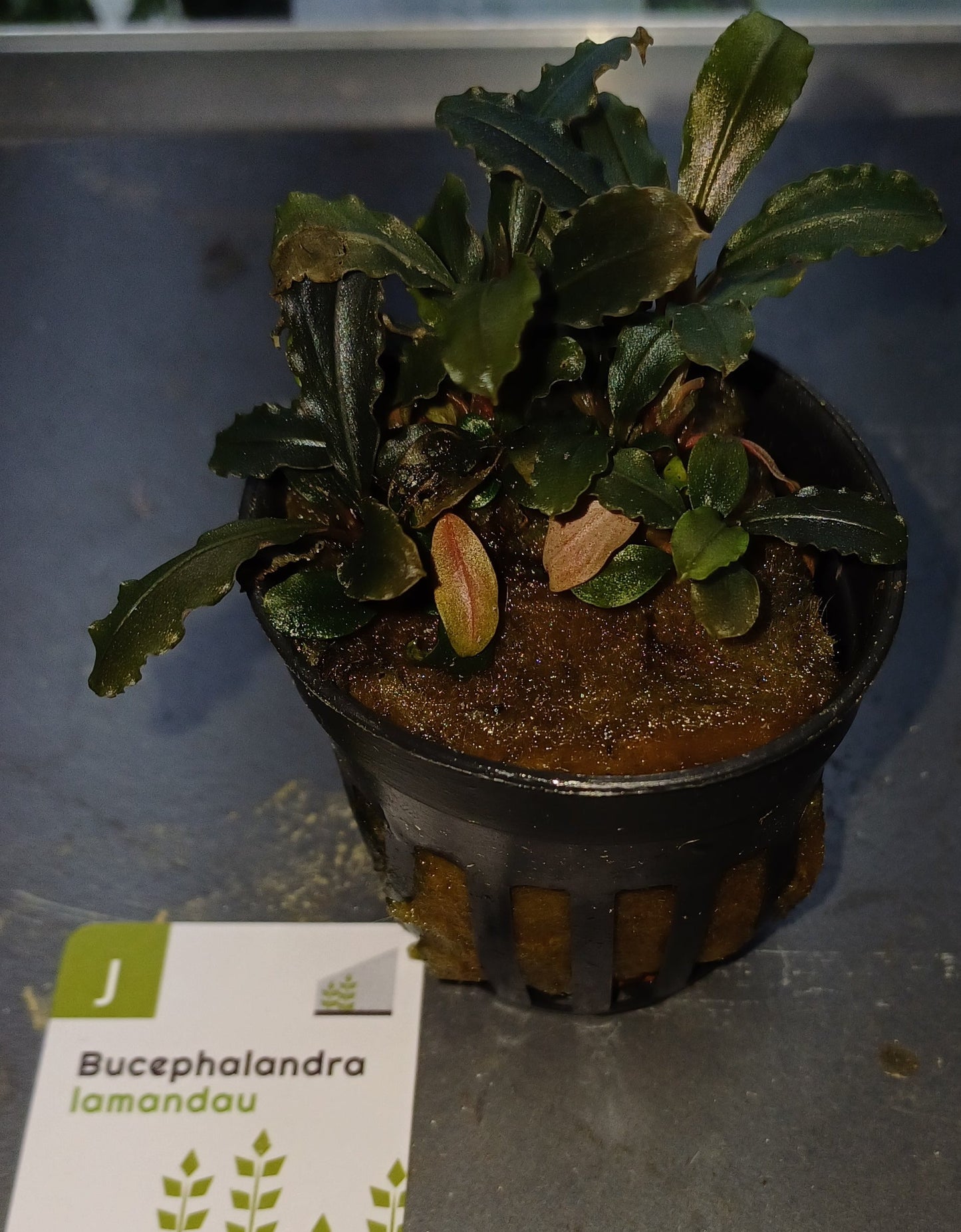 Bucephalandra 'lamandau' 5cm pot