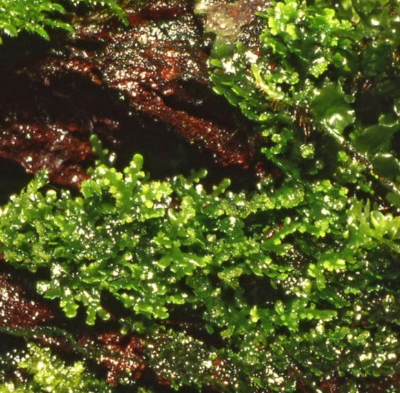Riccardia chamedryfolia moss - 5x5cm (2x2inch) mesh pad