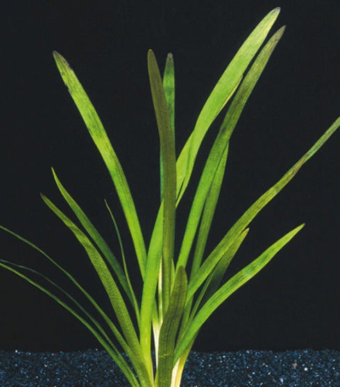 Sagittaria platyphylla - Bare root - Approx 5 plants