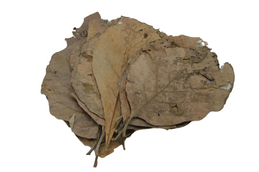 5x Teak leaves - 15-20cm wide and 25-45cm high - Aquarium Botanical's