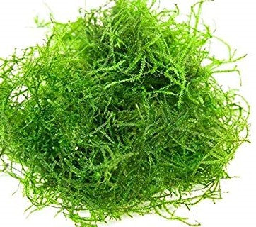 Vesicularia dubyana “Java moss” moss portion - 5 gram & 10 gram