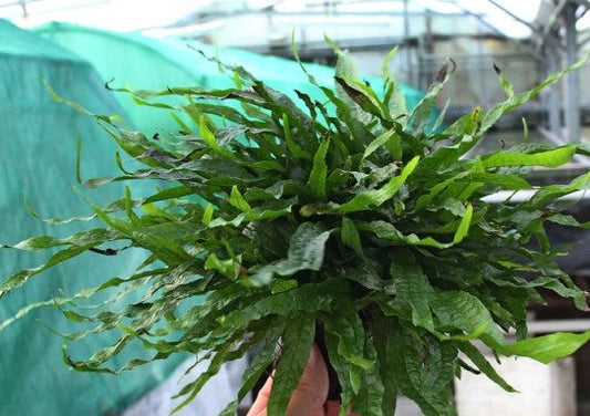 Microsorum pteropus mini - Bare root - approx 3-4 plants