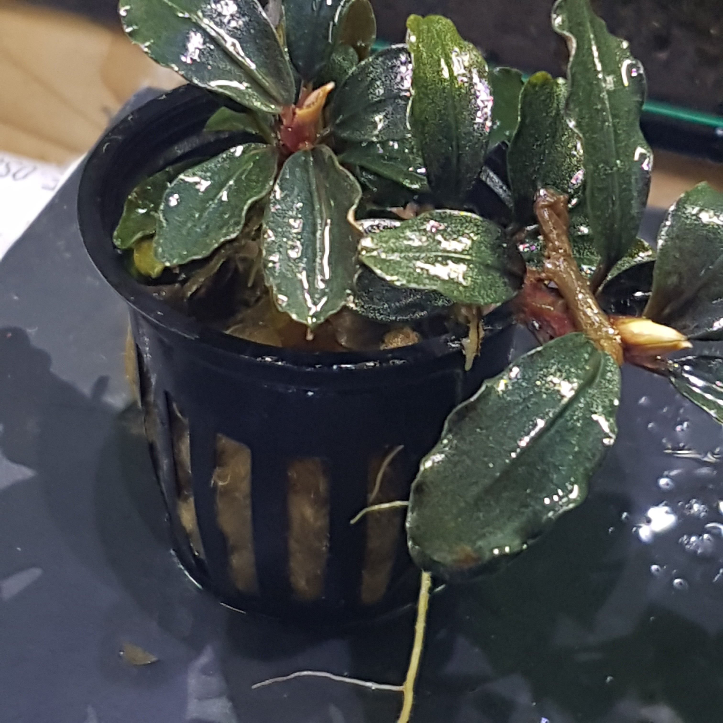 Bucephalandra brownie ghost ulu kapus - 5cm pot