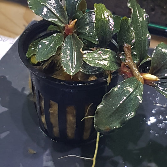 Bucephalandra brownie ghost ulu kapus - 5cm pot