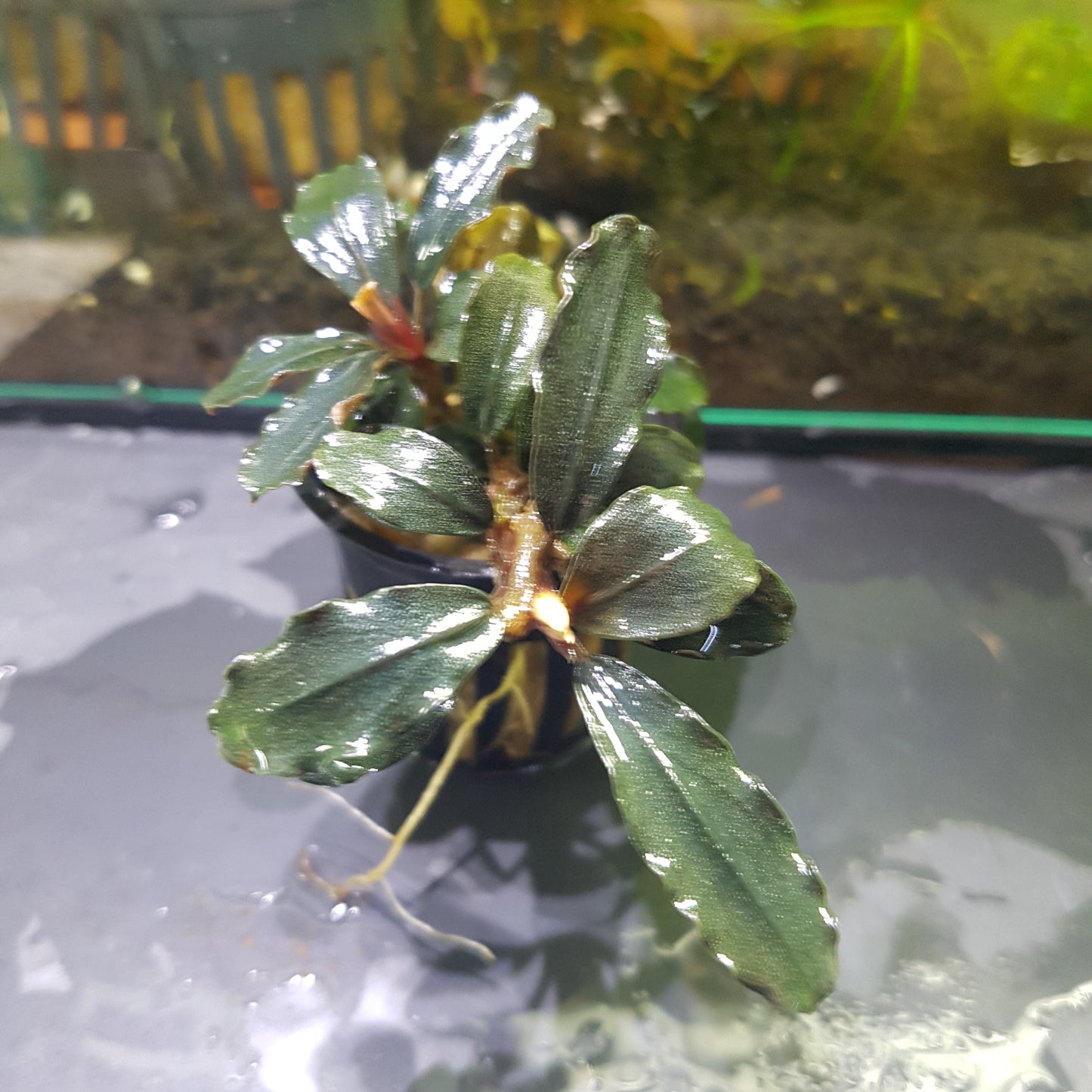 Bucephalandra brownie ghost ulu kapus - 5cm pot