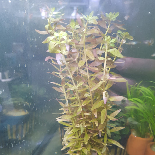 Rotala indica - Bare root - 10x stems