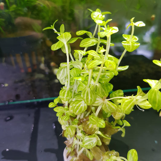 Lindernia rotundifolia - bare root